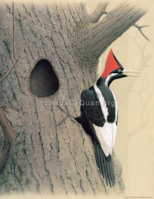 Ivory billed Woodpecker - 威廉·齐默曼